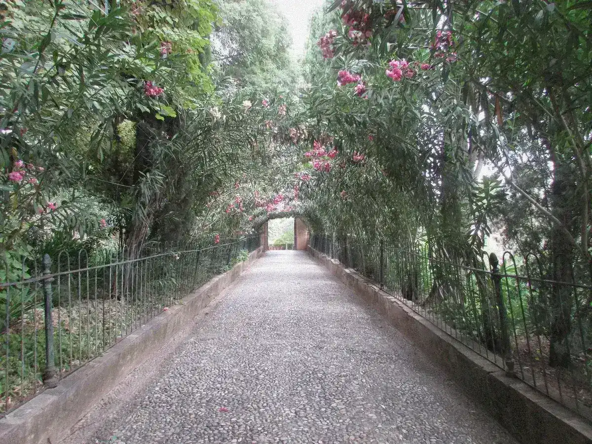 The Paseo de las Adelfas cypress walk in the Generalife gardens, Granada, Spain